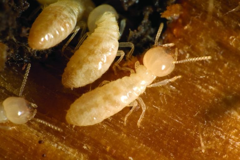 Termite typically found in the Greenville, SC area, presented by Scout's Pest Control