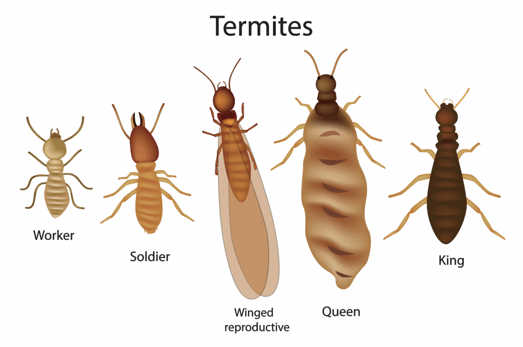 termites in greenville, sc from scout's pest control