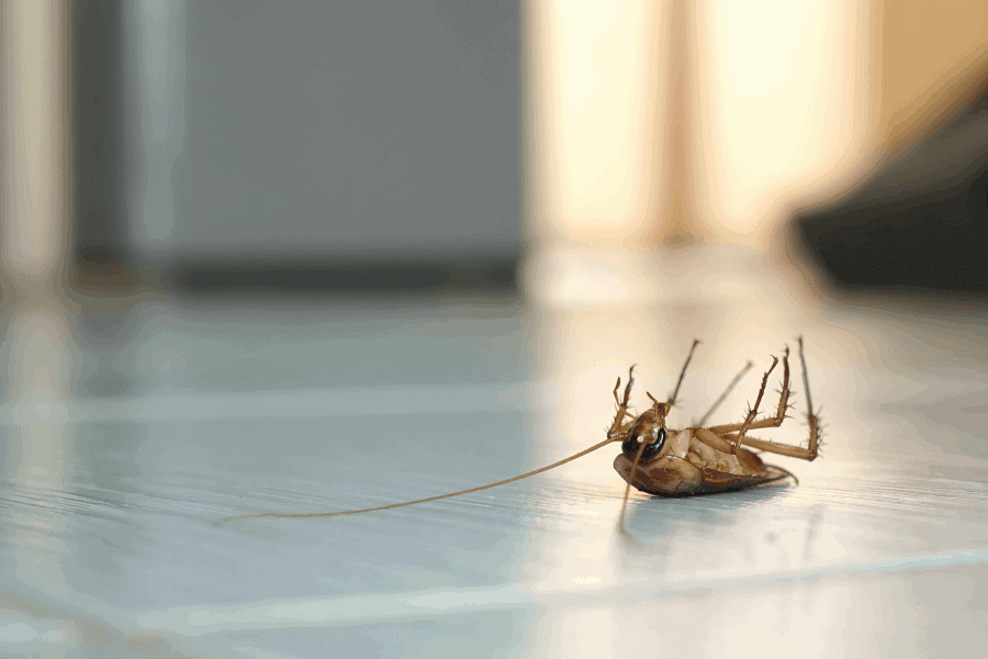 Scout's Pest Control in Greenville, SC recommends a quarterly pest control contract