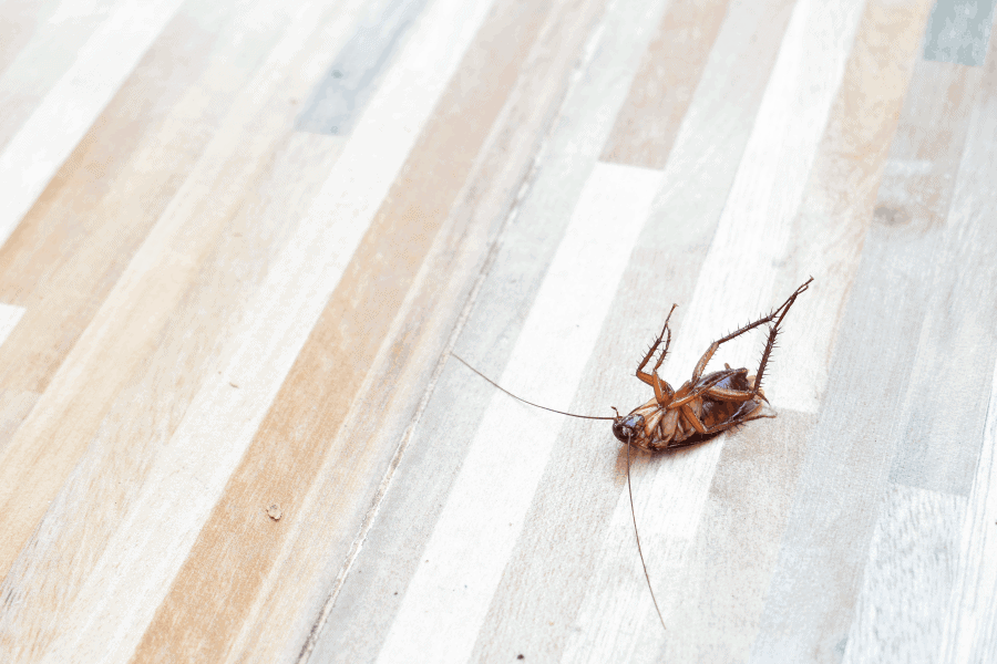 Can Cockroaches Cause Breathing Problems? Information from Scout's Pest Control in Greenville, SC