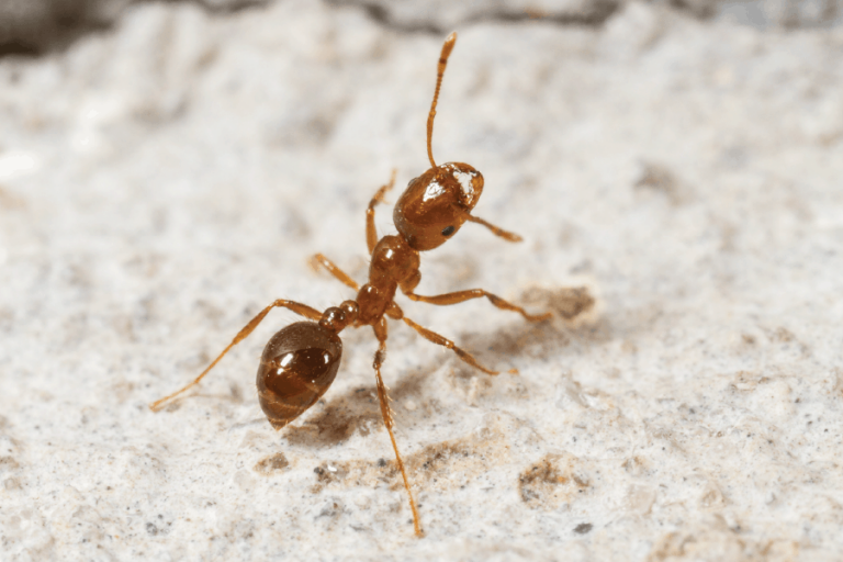 Protecting from fire ants - tips from Scout's Pest Control in Greenville, SC