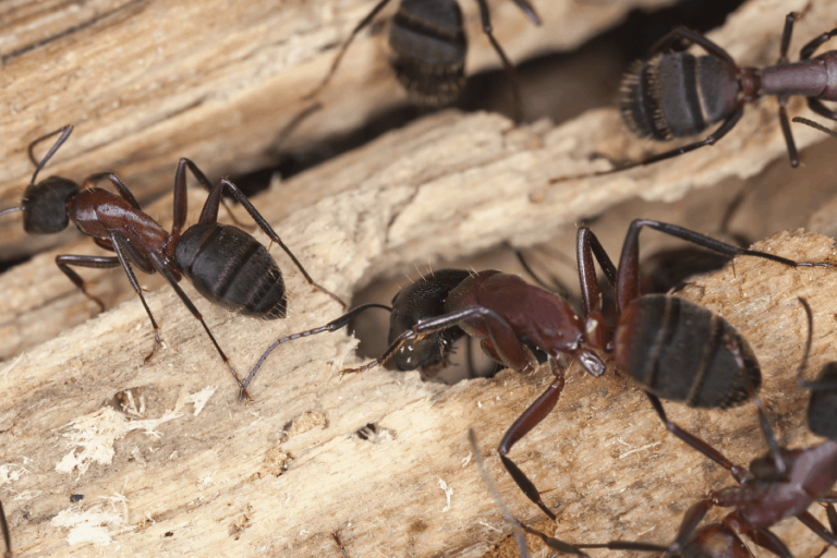 How to control carpenter ants in Greenville, SC - from Scout's Pest Control