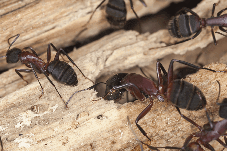 How to control carpenter ants in Greenville, SC - from Scout's Pest Control