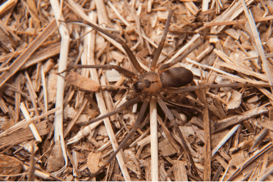 brown recluse spider, scout's pest control in greenville, sc