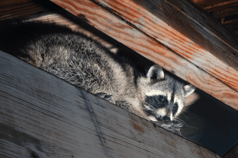 How to prevent raccoons in your attic - from Scout's Pest Control based in Greenville, SC