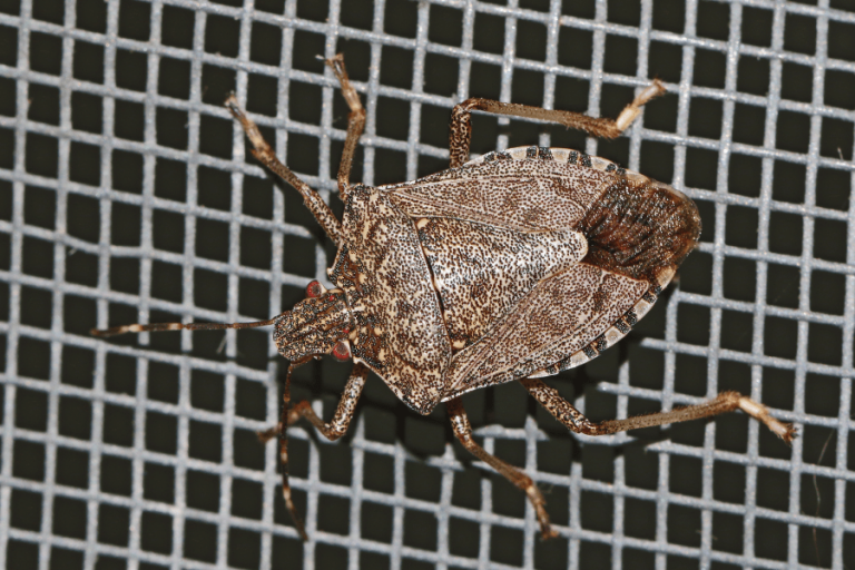 Seeing stink bugs on your windows? Here are some tips from Scout's Pest Control in Greenville, SC.