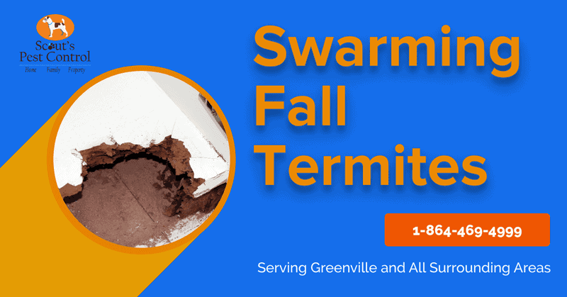 swarming fall termites