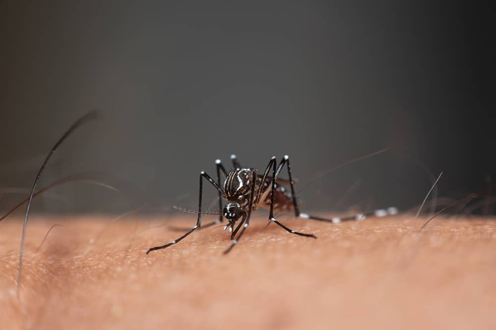 Mosquito Control Iva 2 mosquito control in iva