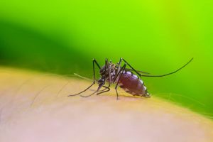 Scout’s Mosquito Control Greenville SC 1 mosquito control in taylors