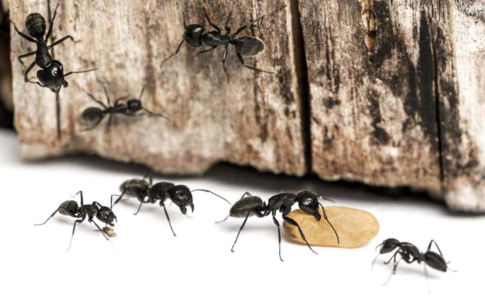 carpenter ant control greenville sc