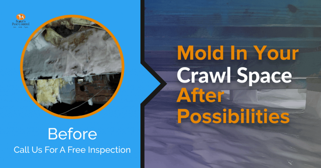 crawl space mold, rot and fungus