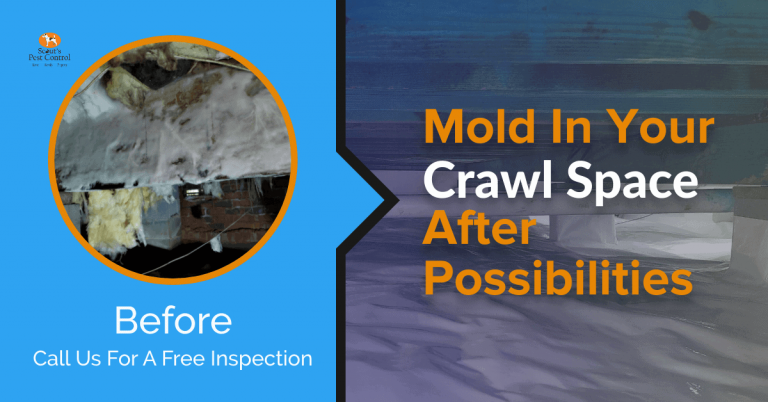 Crawl Space Mold, Rot and Fungus