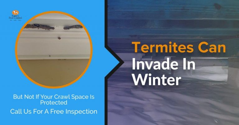 Termites in Winter