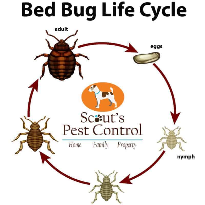 The Cricket Life Cycle  The Bug Master Pest Control and Disinfecting