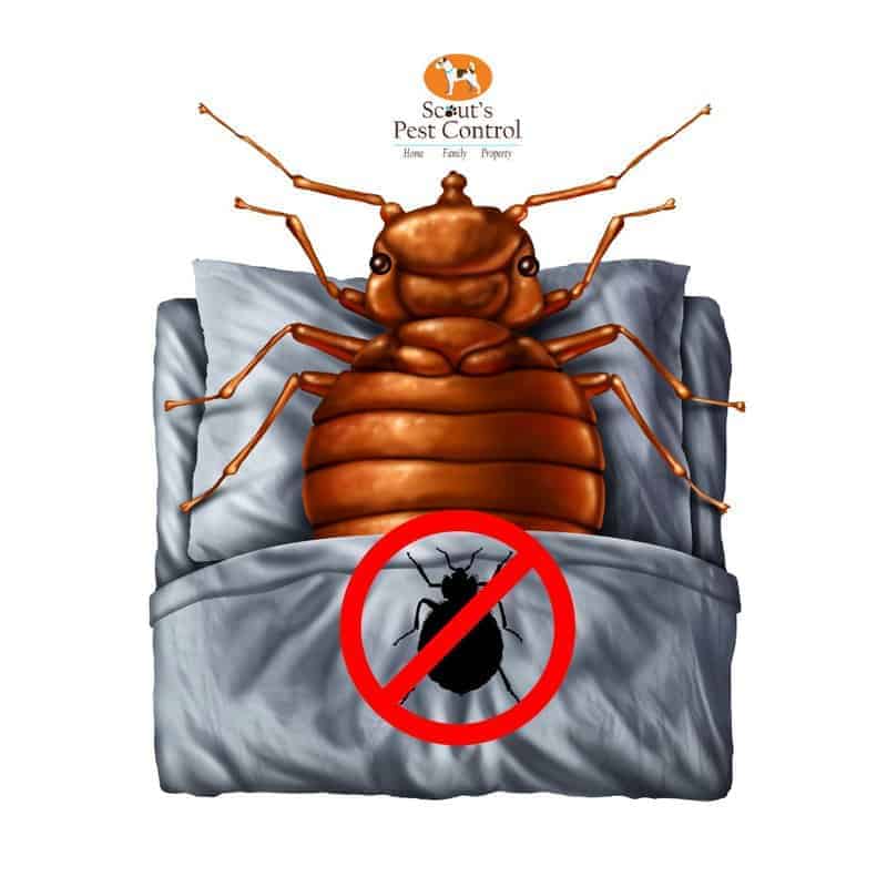 Dealing with Bed Bugs in Florida: Identification, Prevention, and  Eradication - Dave's Pest Control