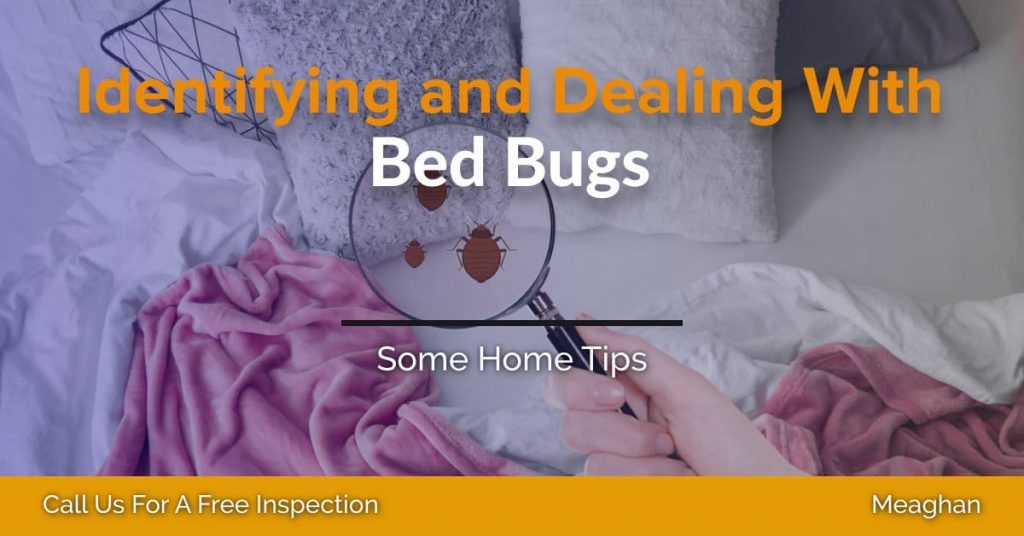 bed bug control
