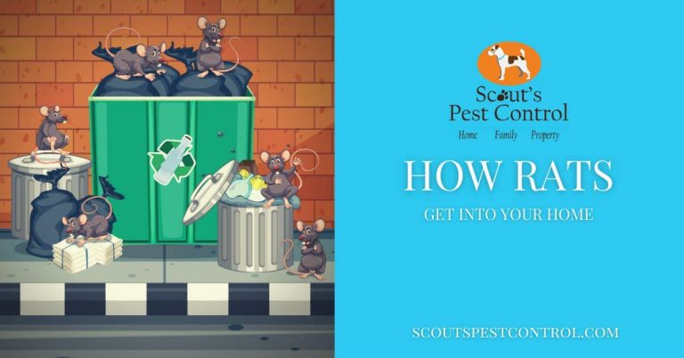 how do rats get into your home