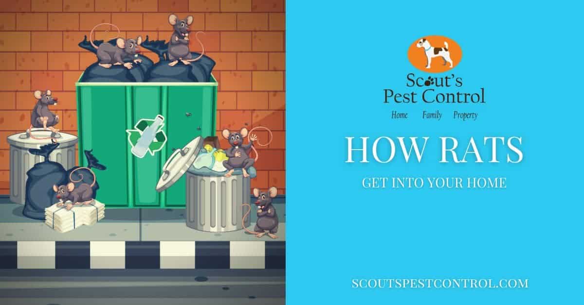 How do Rats Get Into Your Home