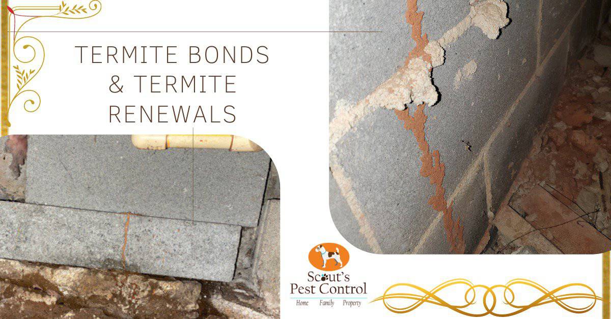 Termite Bonds and Termite Renewals