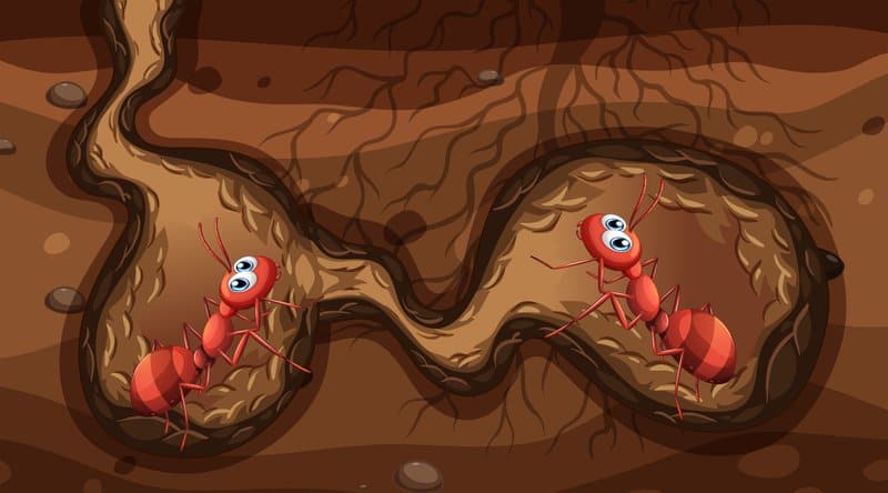 fire ants in the nest illustration