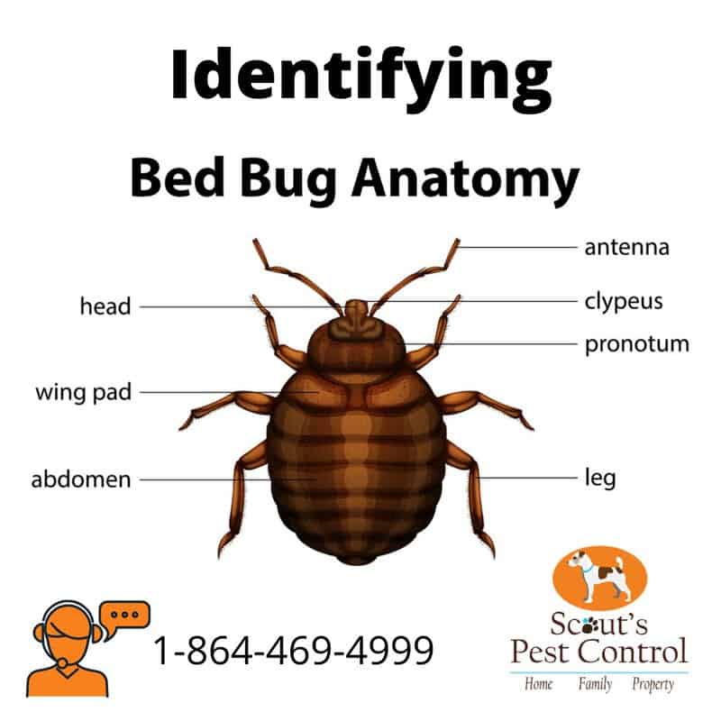 Does Bed Bug Heat Treatment Work Better Than Chemical 2354