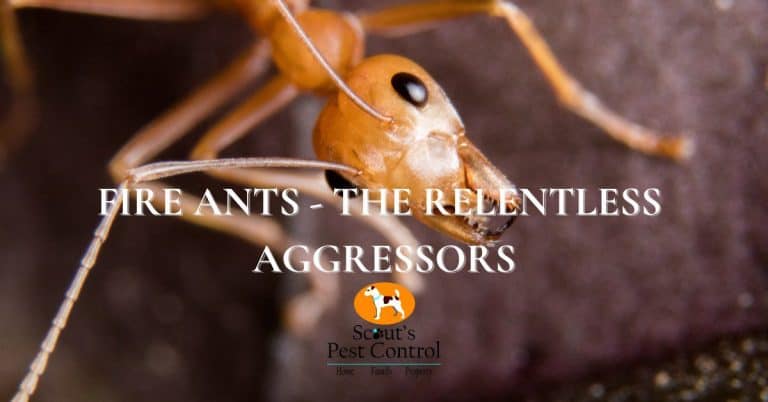 invading fire ants
