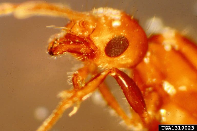 fire ants biology
