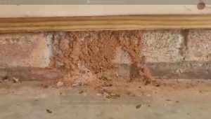 termite bonds and termite infestation