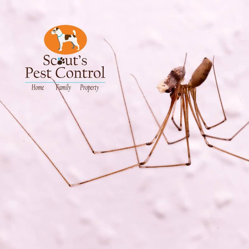 How a common house spider is mistaken for a Brown Recluse Spider