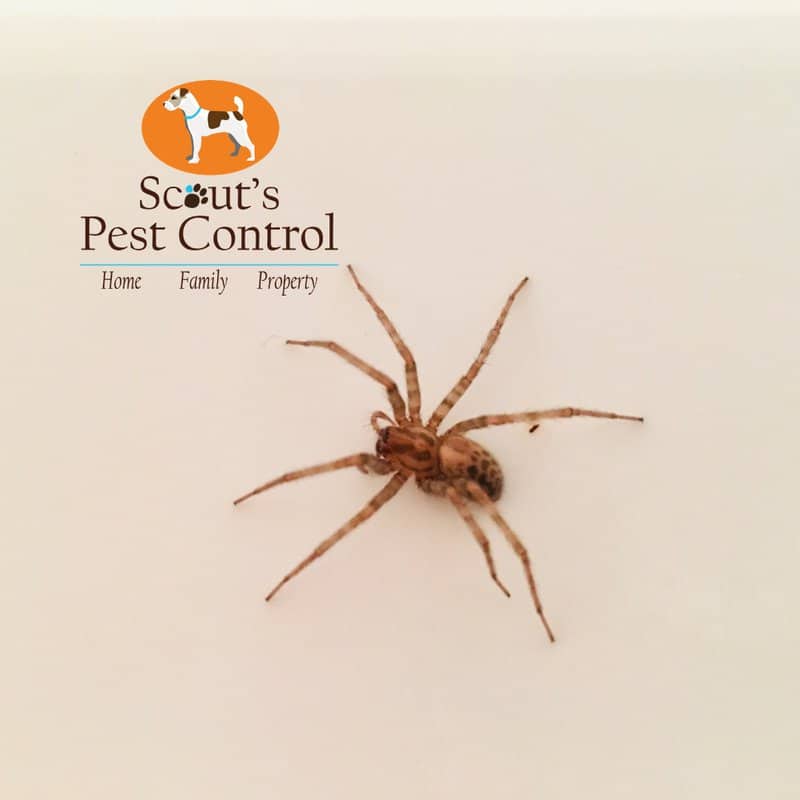 Common House Spiders in Southern California - Facility Pest Control