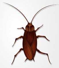 dangers of cockroaches in your home or business