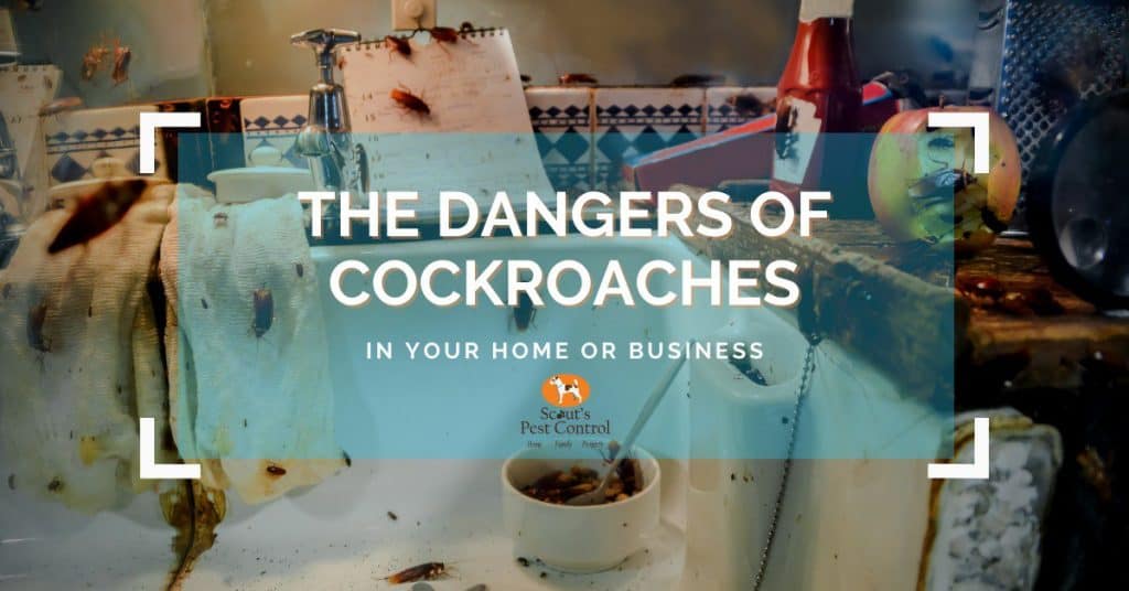 Dangers Of Cockroaches In Your Home Or Business