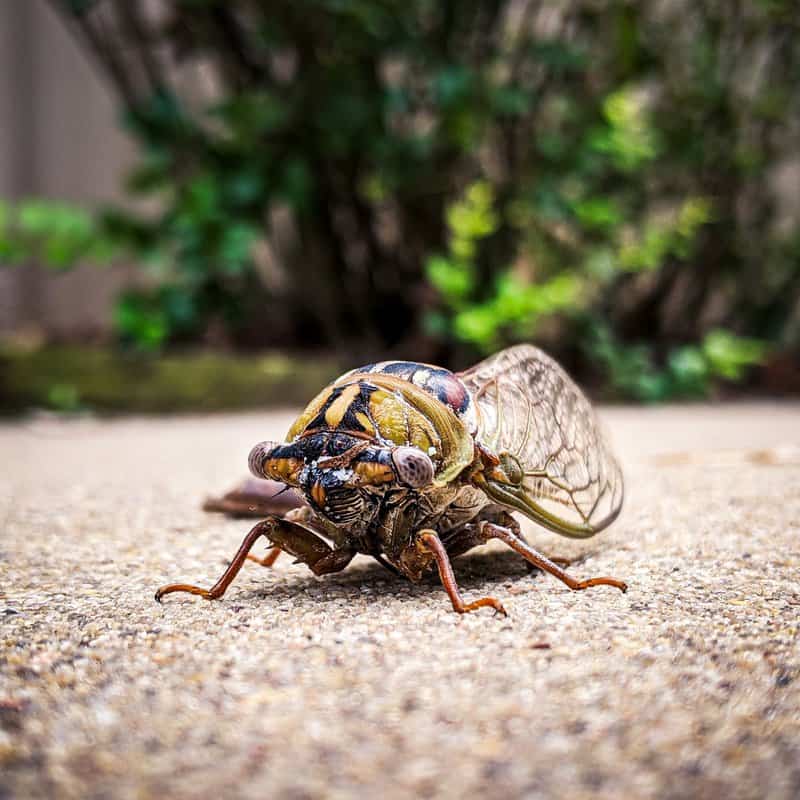 cicada shot on google pixel 3 xl