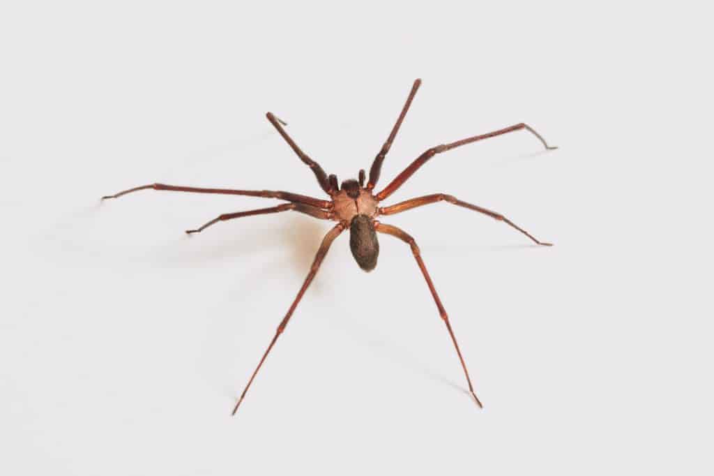 How a common brown spider gets easily mistaken for a Brown Recluse Spider