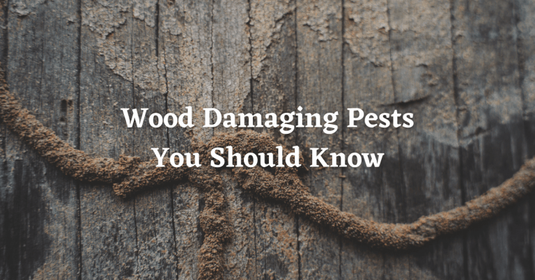 Wood Damaging Insects in South Carolina