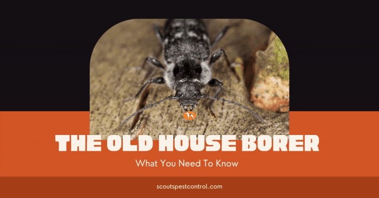 old house borer damage