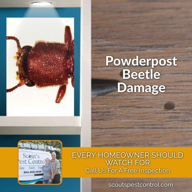 powderpost beetle damage