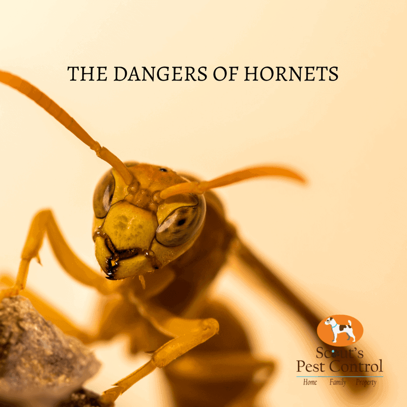hornets