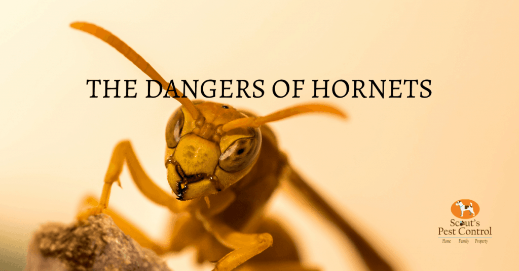 The Dangers of Hornets