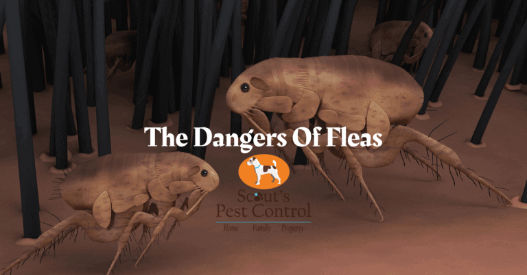 The Dangers Of Fleas In Your Home