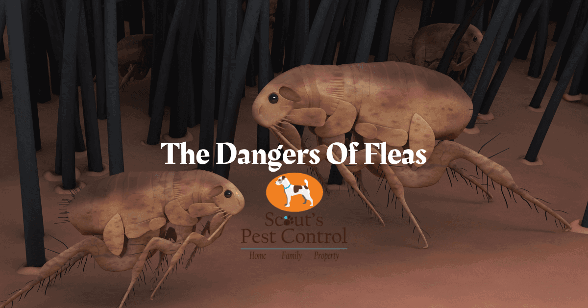 The Dangers Of Fleas In Your Home