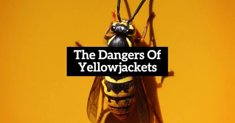 Yellowjackets