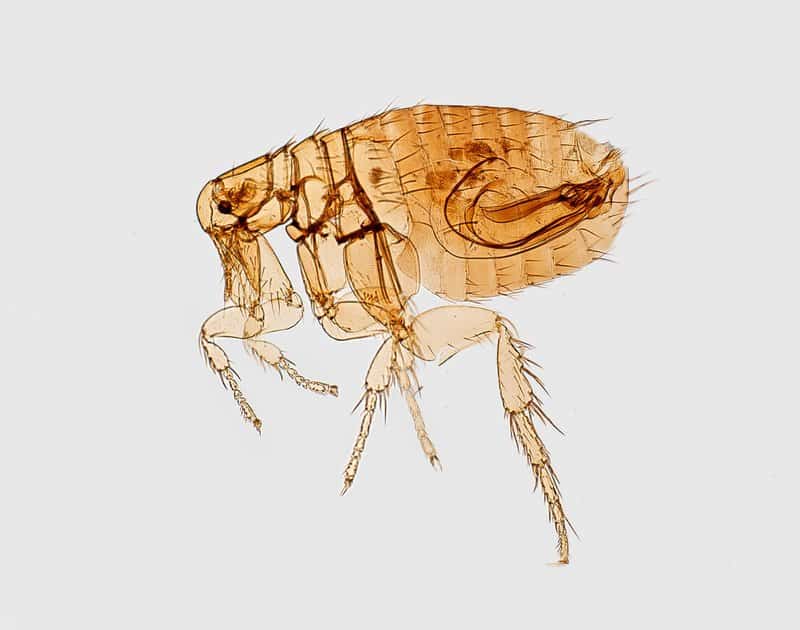 the dangers of fleas in your home