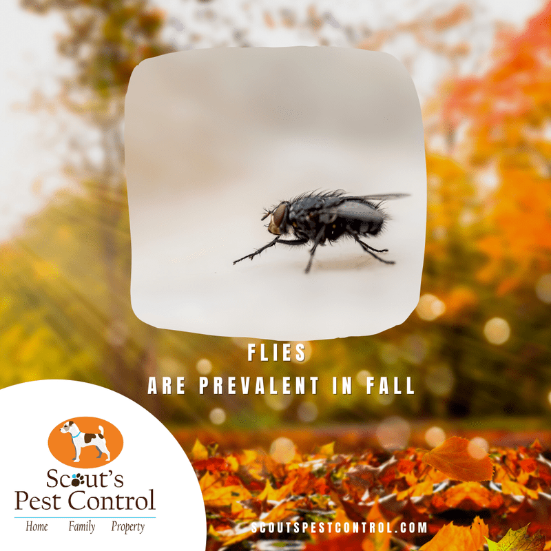 why you need fall pest control