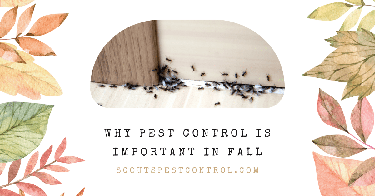 Why You Need Fall Pest Control