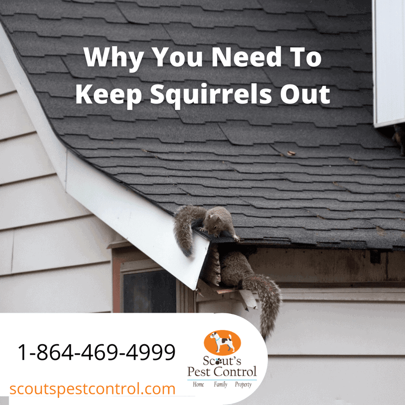 How Are Squirrels Getting Into Your Attic?