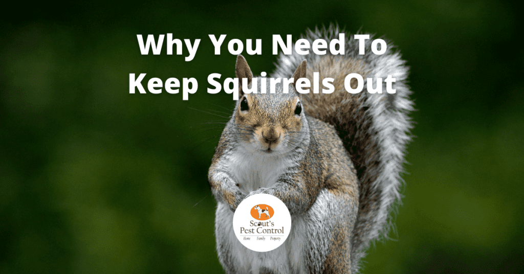 get squirrels out
