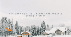 why your home is a target for rodents during winter?