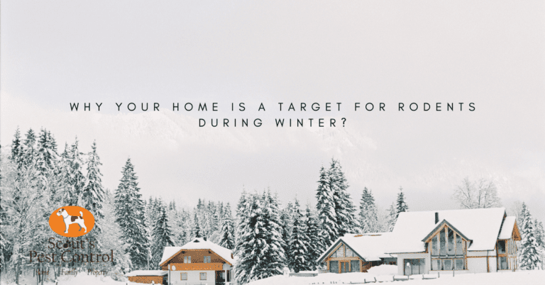 Why Your Home is a Target for Rodents During Winter?