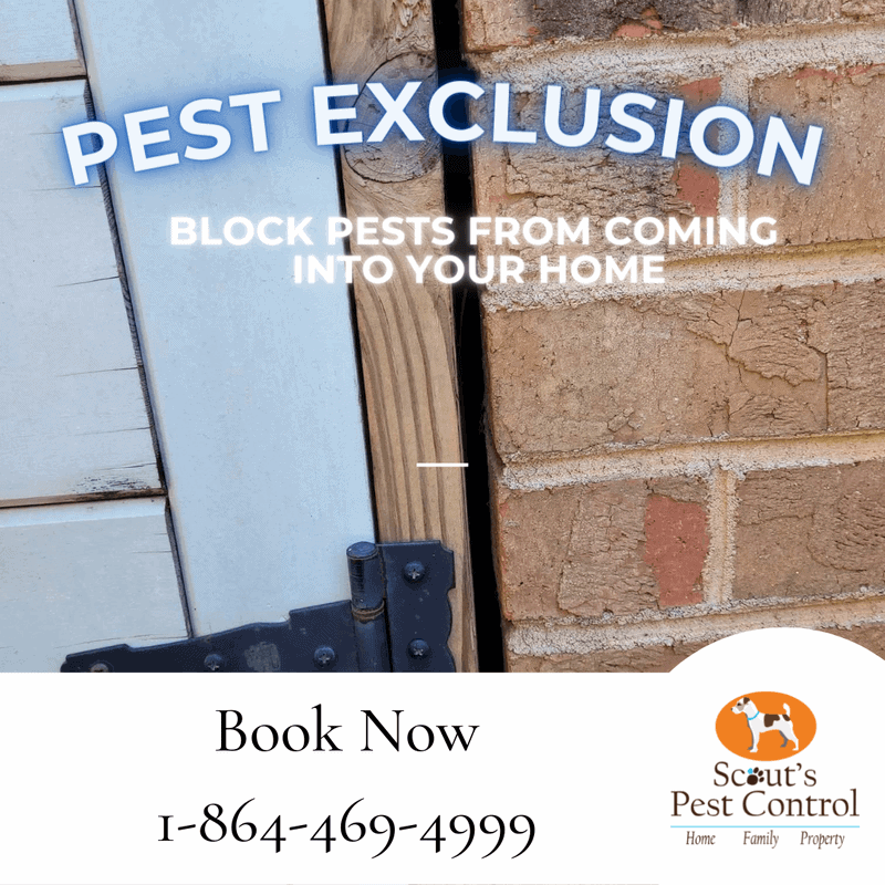 pest exclusion is necessary for your crawl space and home.